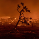 A Joshua Tree burns during the Bobcat Fire in Juniper Hills, California.